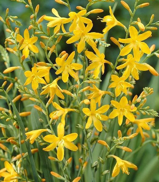 Crocosmia 'George Davison'